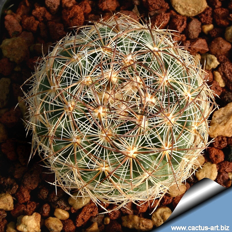 Pediocactus_simpsonii_RP20_top_810.jpg
