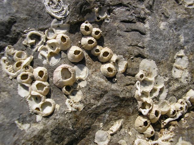 Pedra_078.jpg