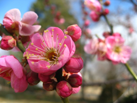 peggy-clarke-prunus-mume.jpg