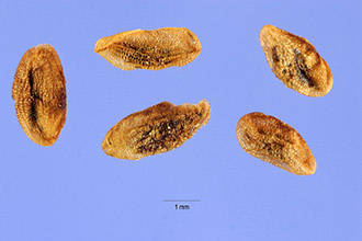 pegr2_009_shp.jpg