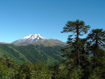 pehuen.jpg