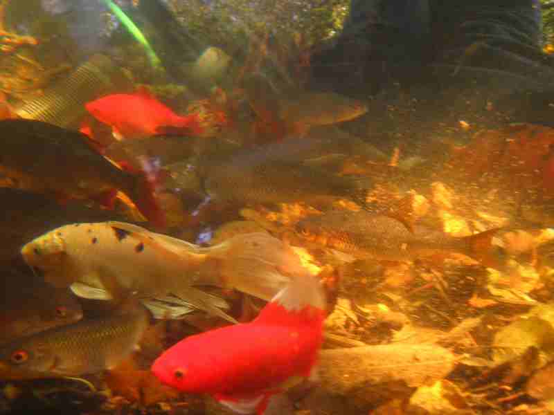 peixos1.JPG