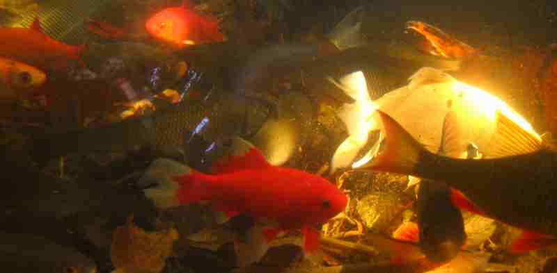 peixos2.JPG