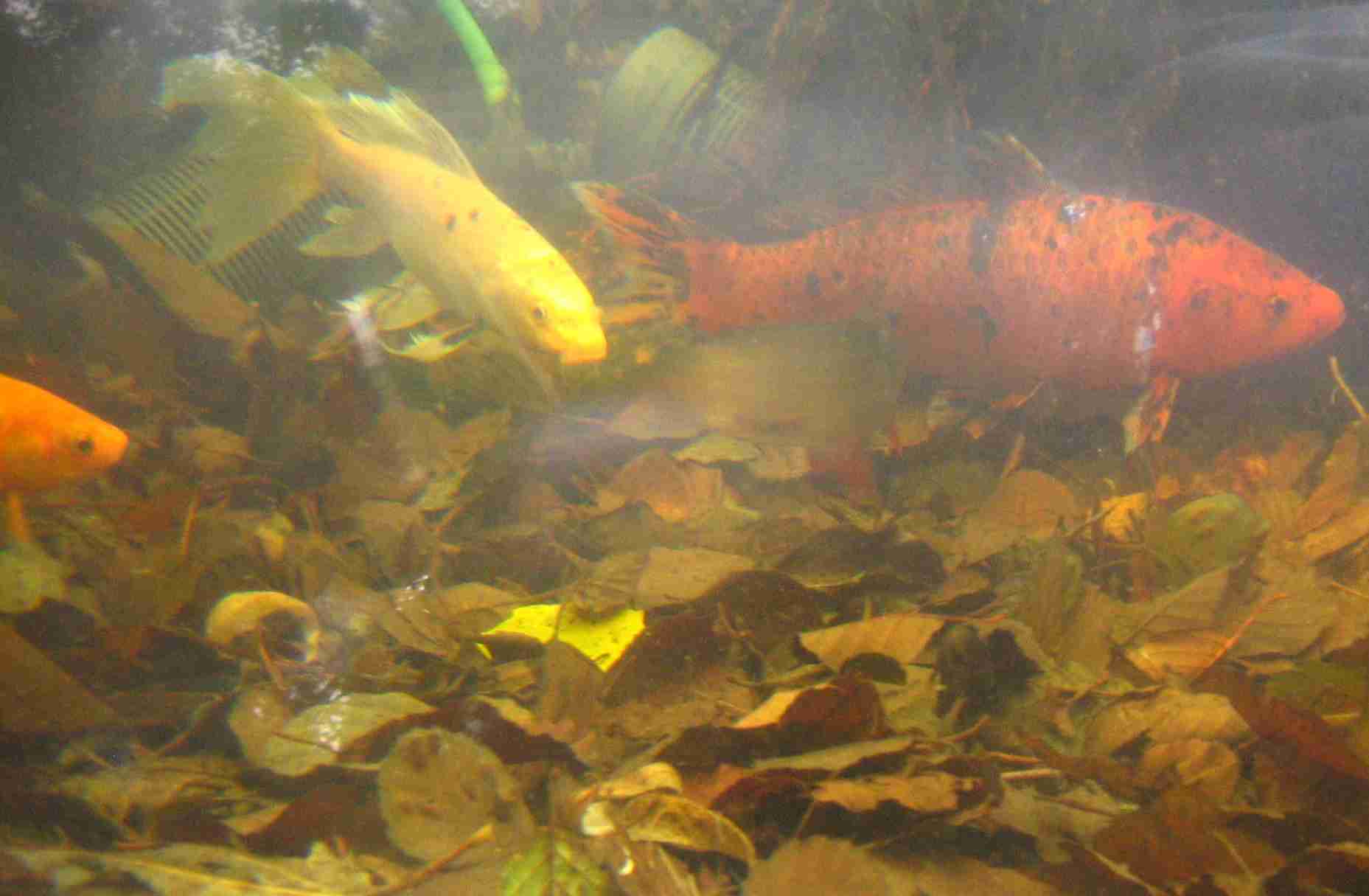 peixos4.JPG