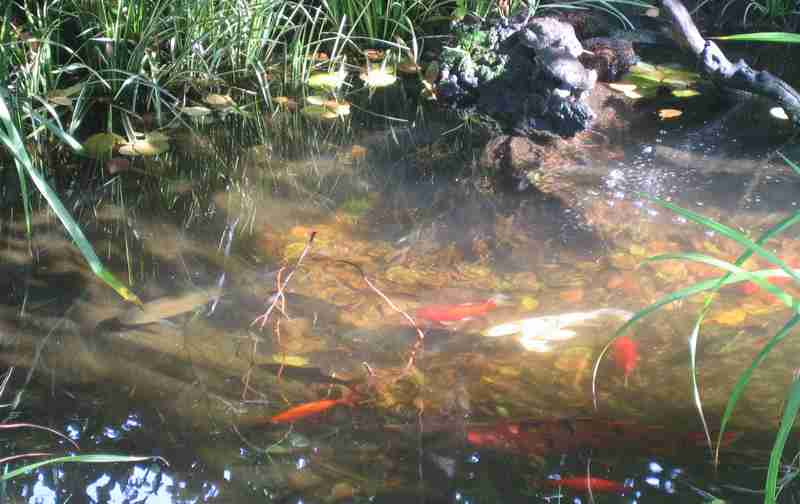 peixos5.JPG