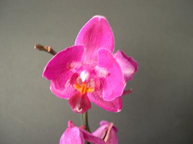 Pel%F3rica%20fucsia.JPG