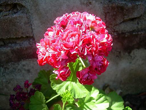 Pelargonio,cardenal.JPG