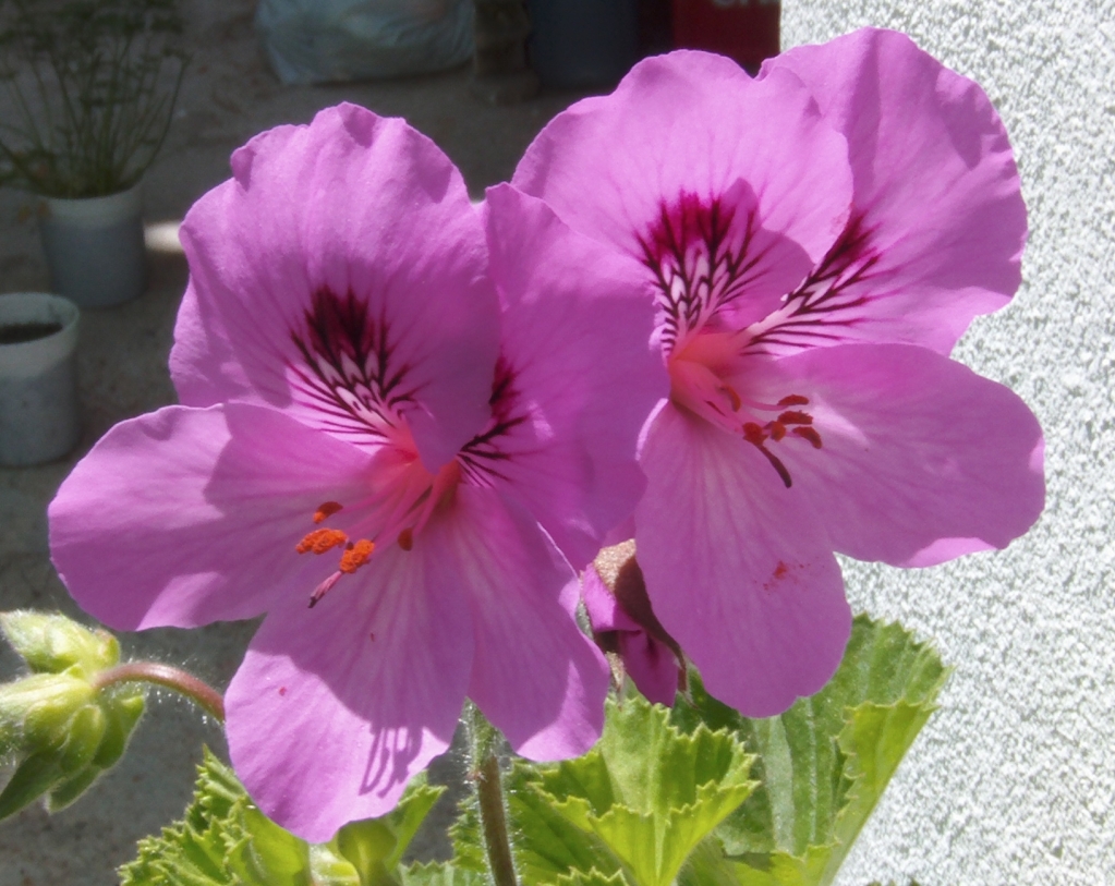 pelargoniorealabiertas.jpg