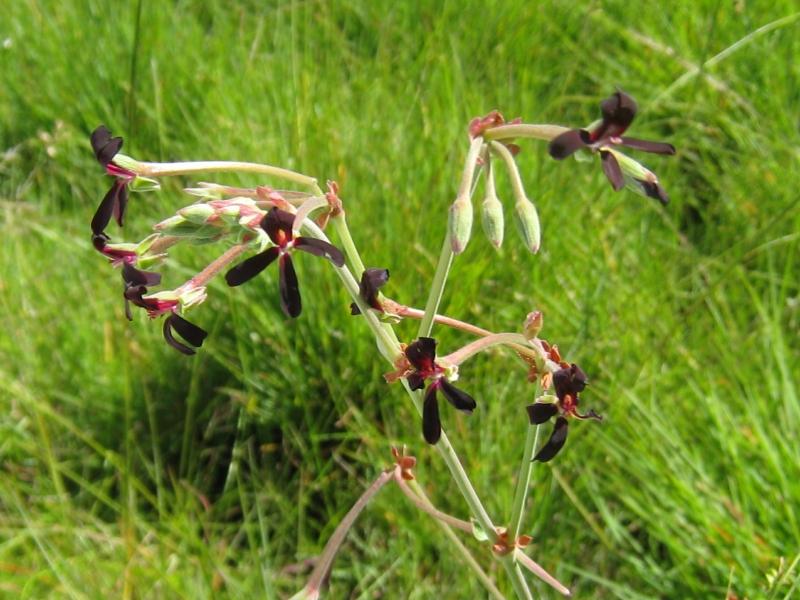Pelargonium%20sidoides07-01-08.jpg