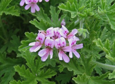 Pelargonium+graveolens+073+re.jpg