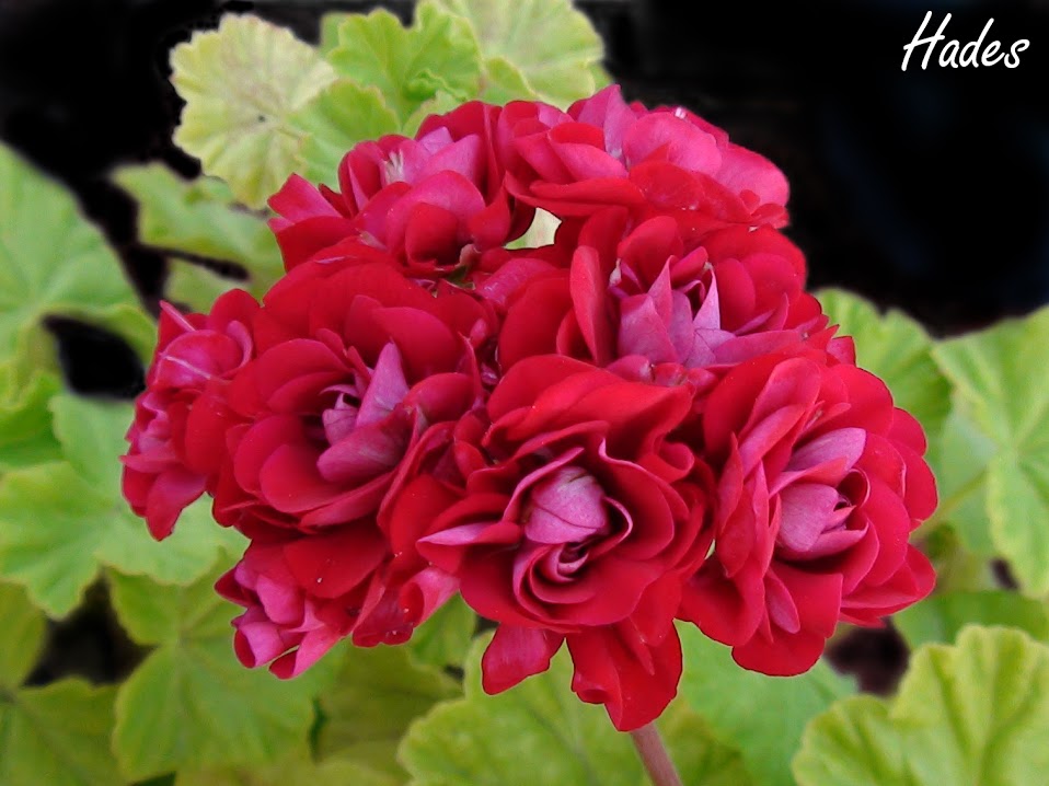 pelargonium.jpg
