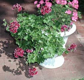 pelargonium-peltatum.jpg