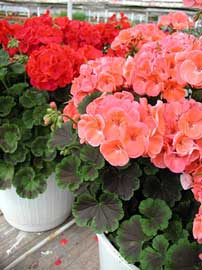 pelargonium-zonale.jpg