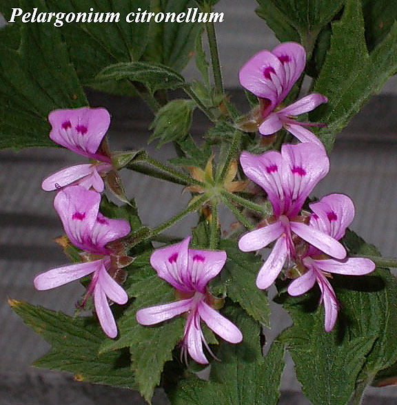 Pelargonium_citronellum.jpg