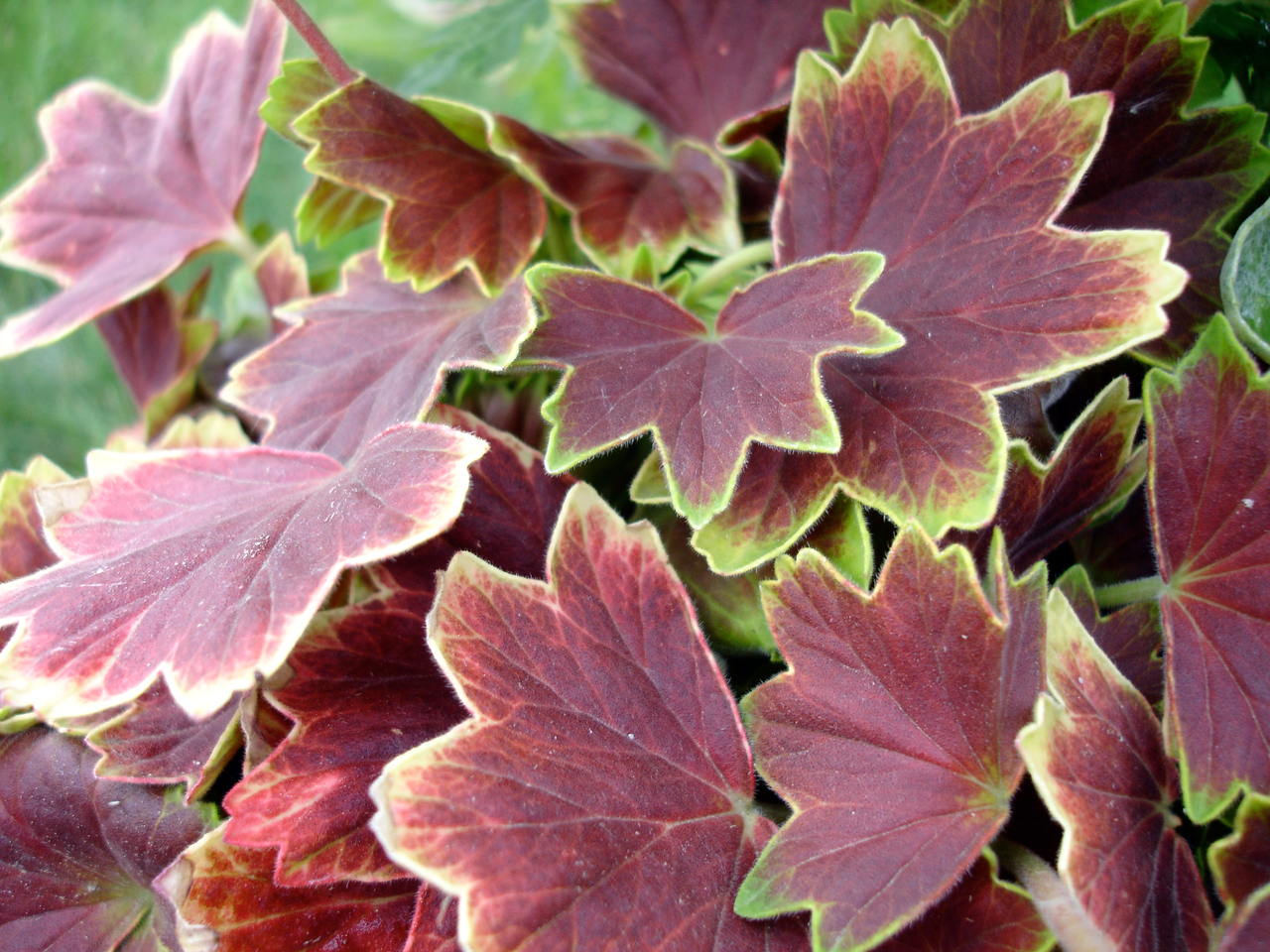 Pelargonium_Vancouver_Centennial.jpg