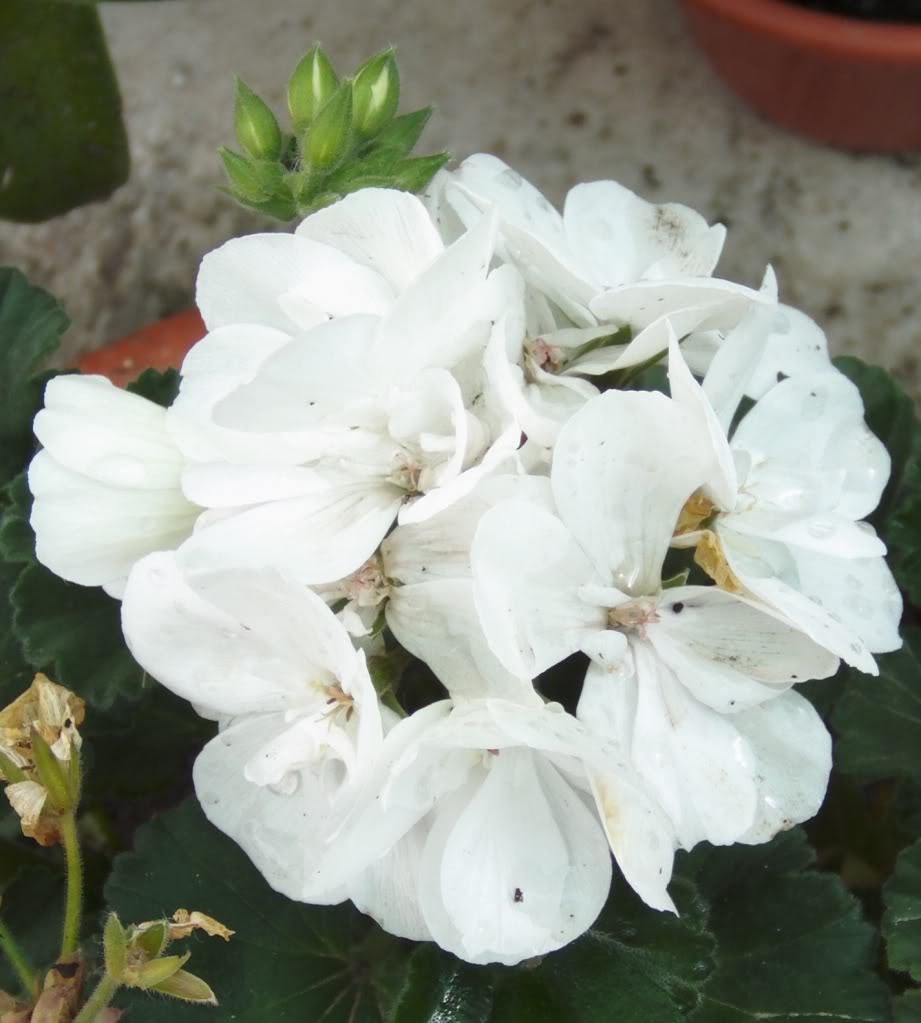 pelargoniumblanco.jpg
