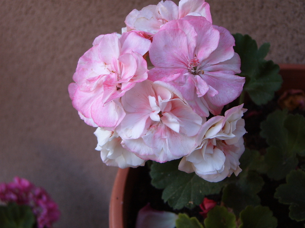 pelargoniumdesconocido3.jpg