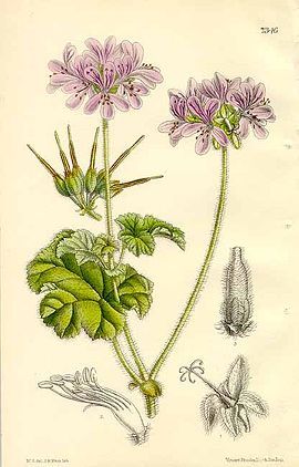 pelargoniumdrummondii.jpg