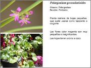 Pelargoniumgrossul.jpg
