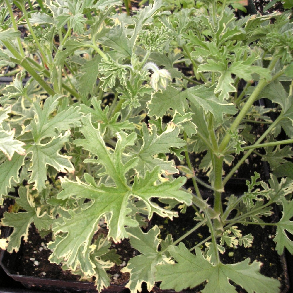 pelargoniumladyplymouth.jpg