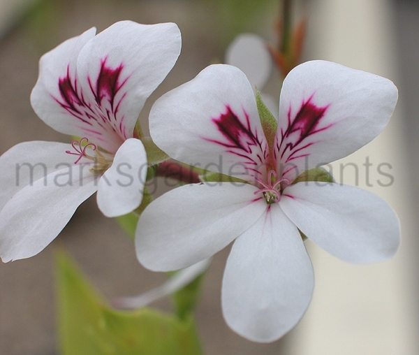 pelargoniumtricuspidatu.jpg