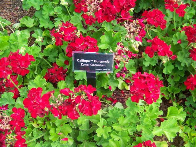 PelargoniumZonaleCalliopeBurgundy%28Small%29.JPG
