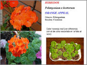 Pelargorange.jpg
