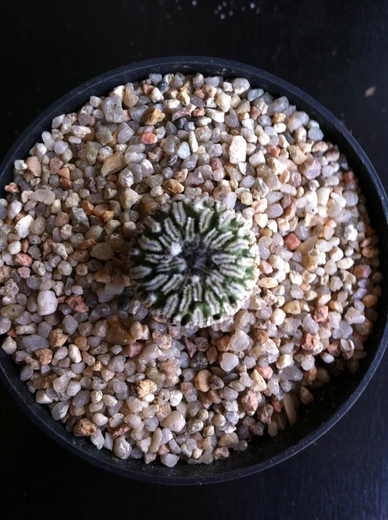 pelecyphoraasselliformis_zps4e3dc2c7.jpg