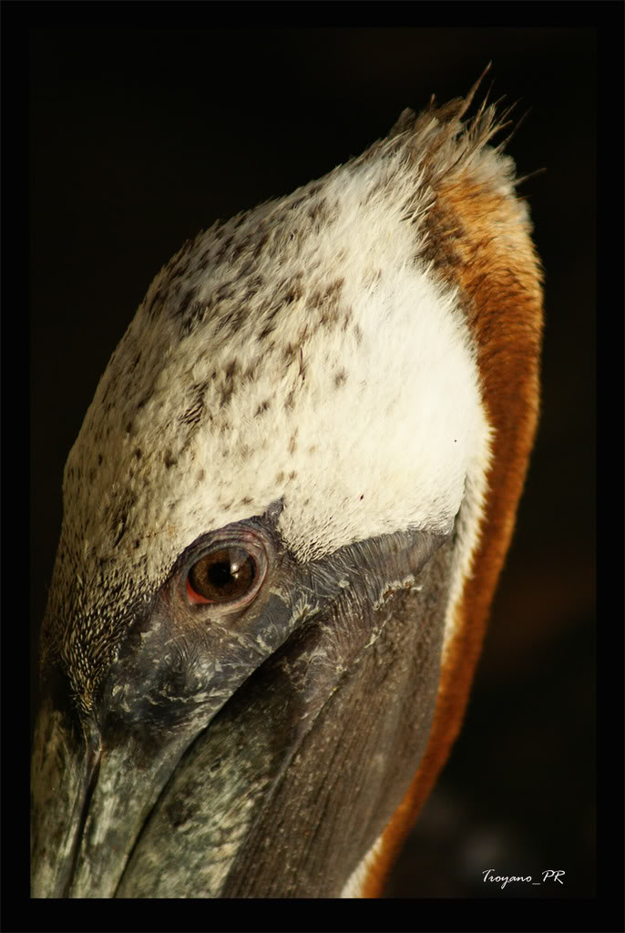 pelicano2.jpg