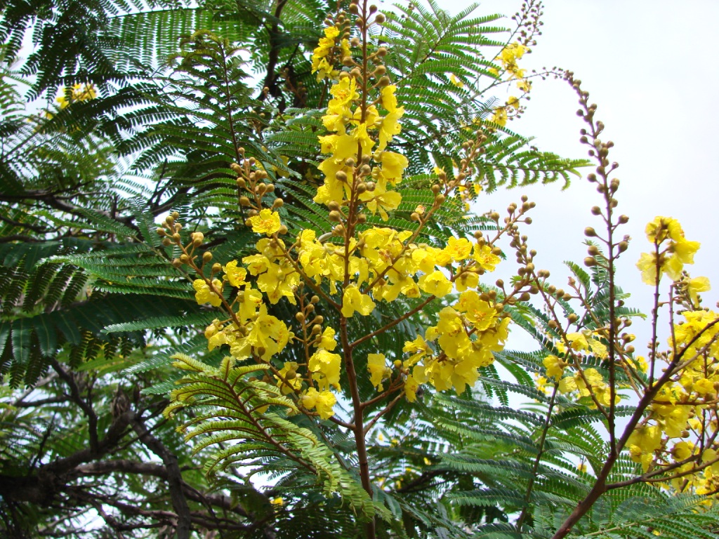Peltophorum_dubium.jpg