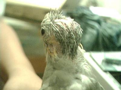 peluca.JPG
