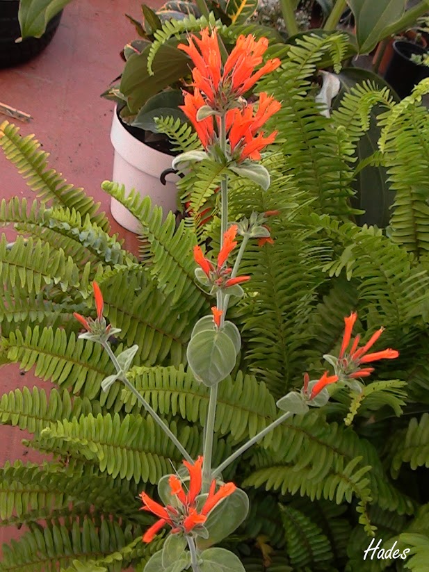peludita+naranja2.jpg