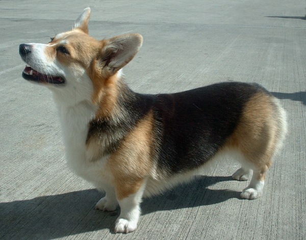 Pembroke_Welsh_Corgi_600.jpg