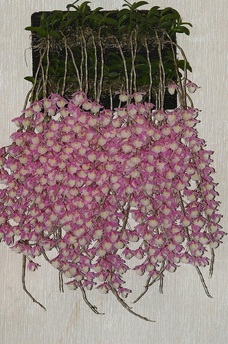pendant+dendrobium+culture+2.jpg