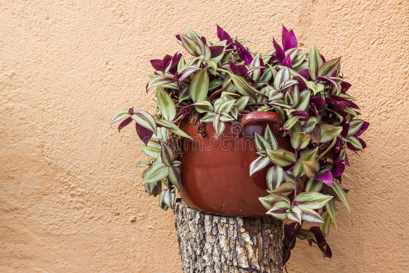 pendula-de-zebrina-del-tradescantia-34886583.jpg
