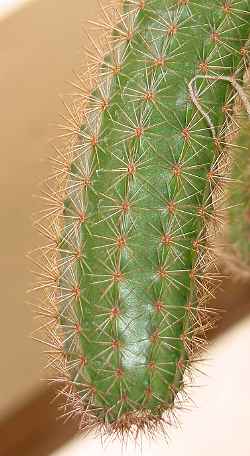Peniocereus_oaxacensis.jpg