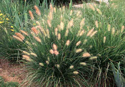 pennisetum%20hameln2.jpg