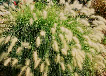 pennisetumvillosum.jpg