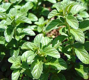 Pennyroyal_sprigs.jpg