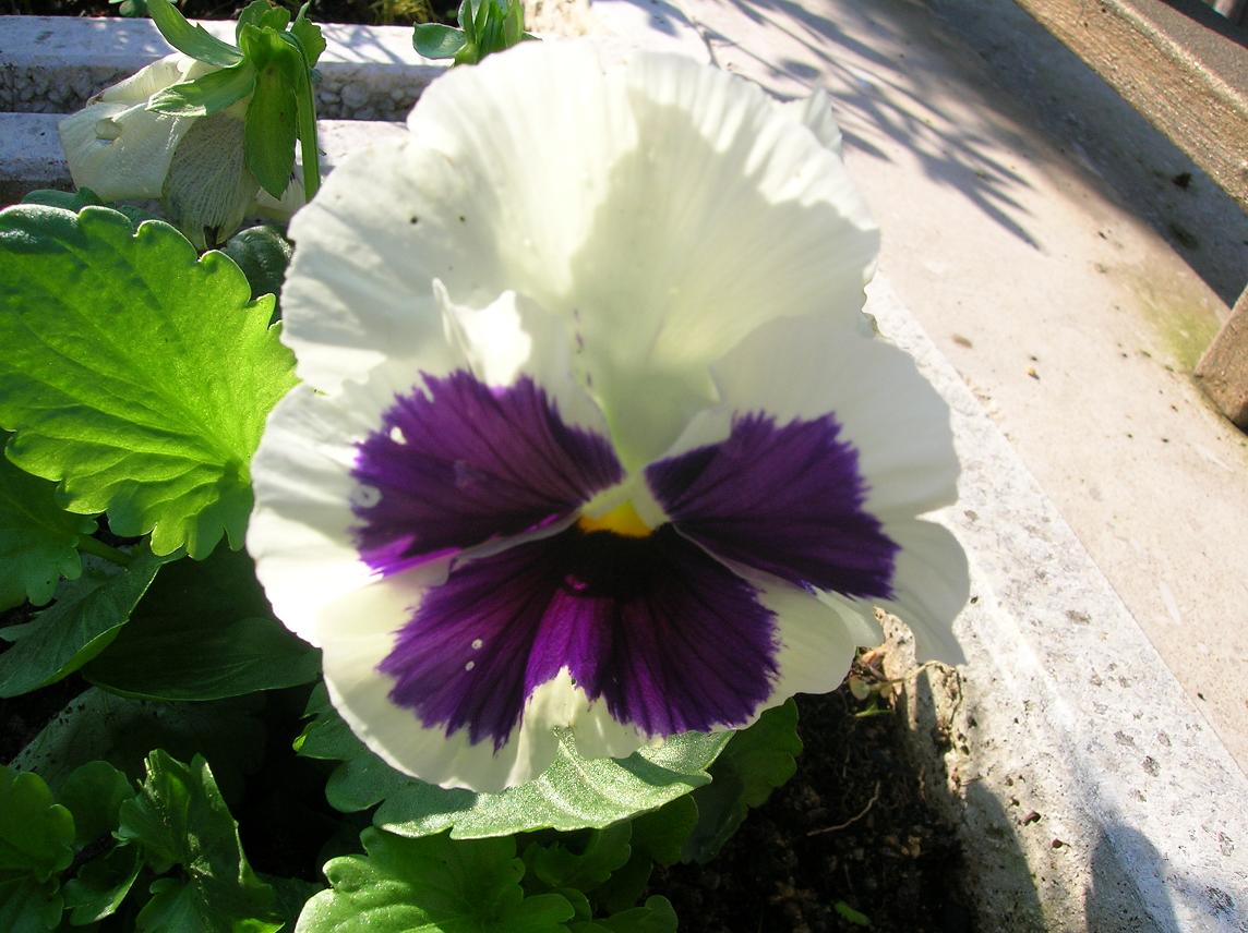 pensamiento%20blanco-lila.JPG