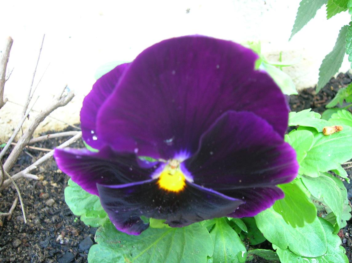 pensamiento%20morado.JPG