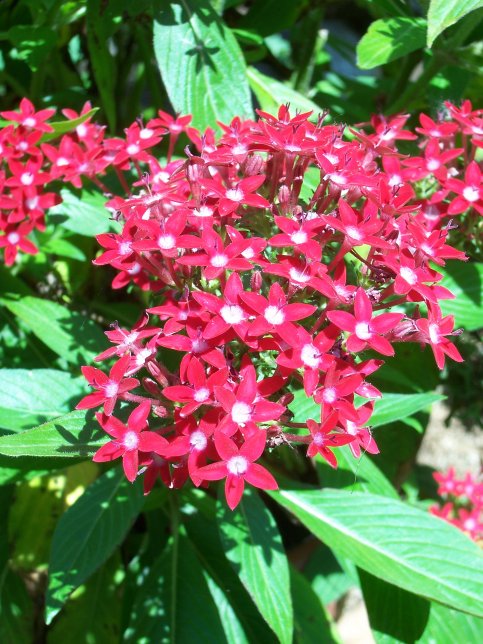pentas.jpg