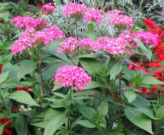 pentas-lanceolata.jpg