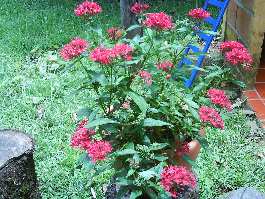 pentas_by_cerezoinwonderland-d47hpjl.jpg