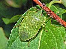 Pentatomidae_-_Nezara_viridula_f._smaragdula.JPG