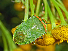 Pentatomidae_-_Nezara_viridula_f._torquata._torquata.JPG