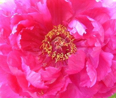 peonia%2000.jpg