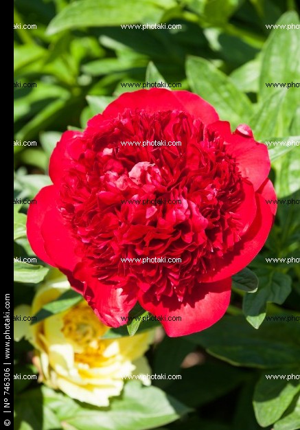 peonia-roja_746306.jpg