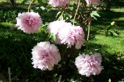 peonias 2.jpg