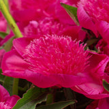 peony-purple-spider-1_compact_cropped.jpg